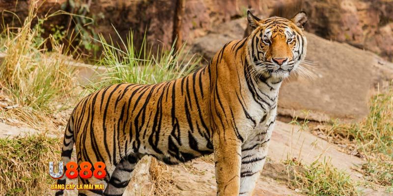 fe8bet xổ số bình thuận