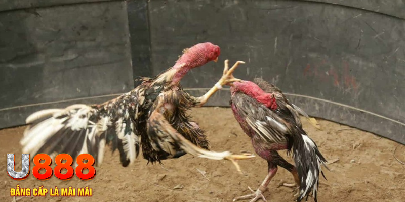 fe8bet đăng nhập tiến lên miền nam số 1